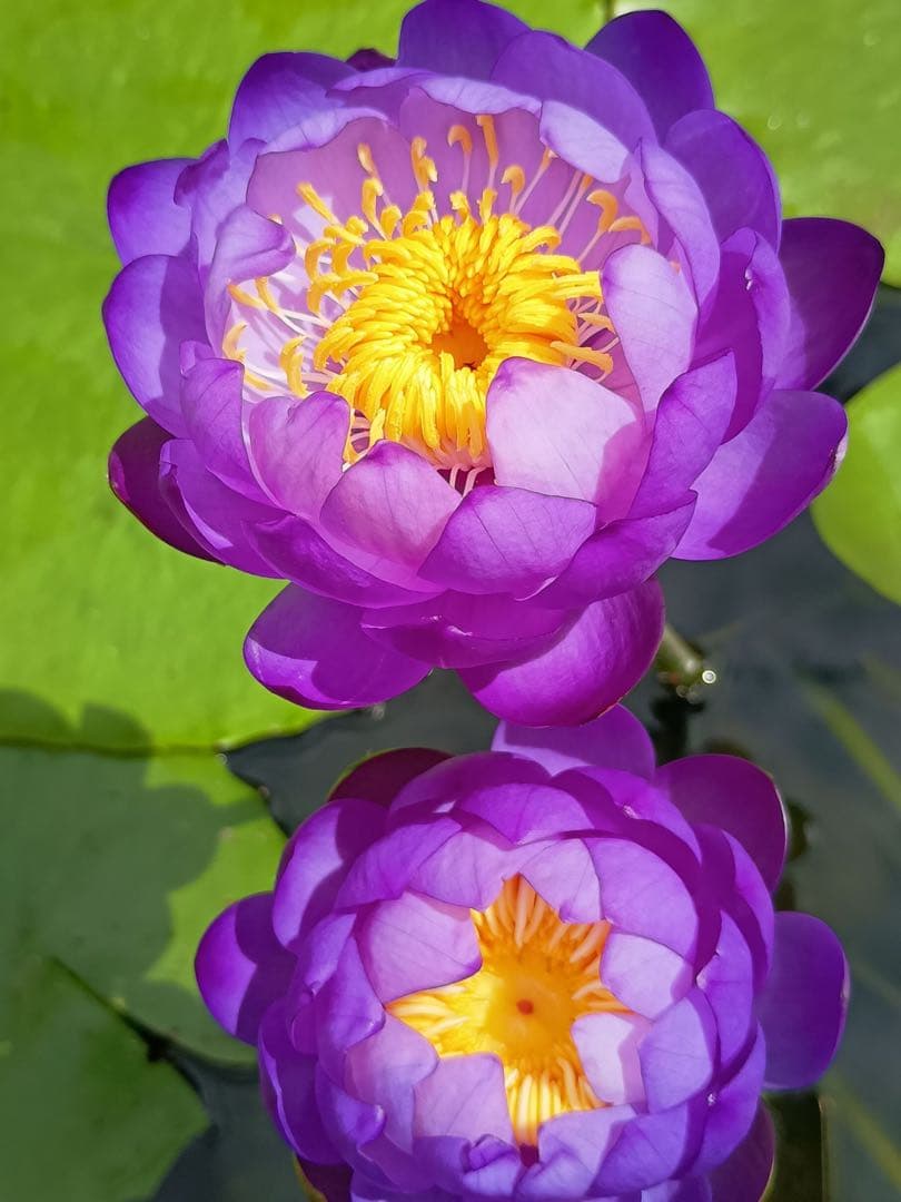 熱帯睡蓮　Dragon Ball アネクフィア亜属