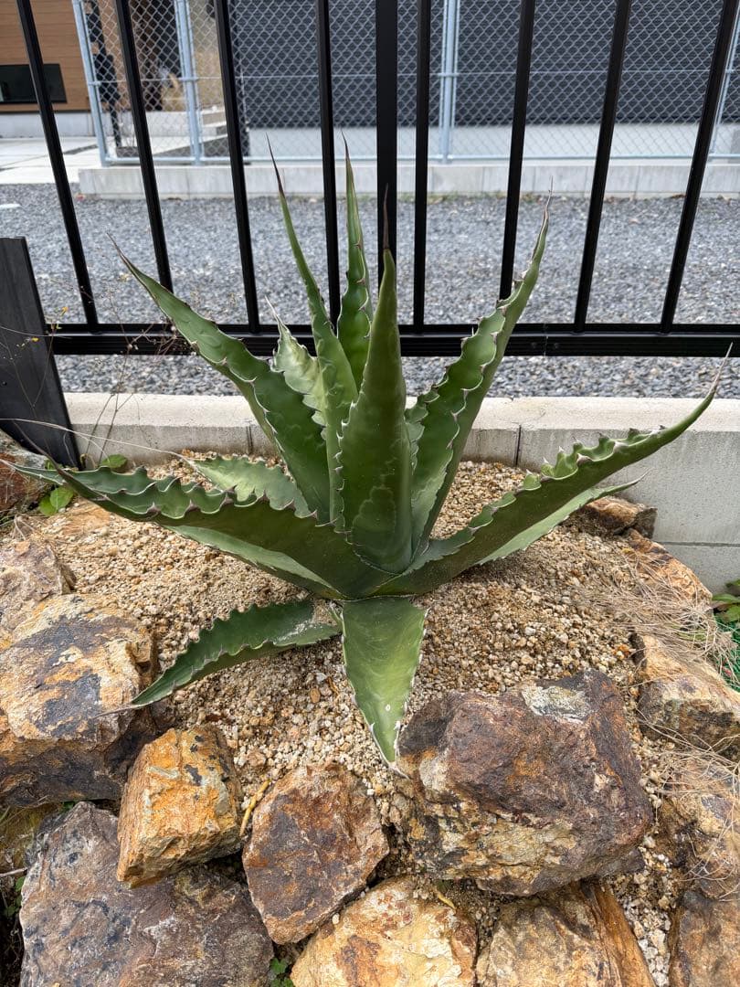 ジェントリー　ジョーズ　大株