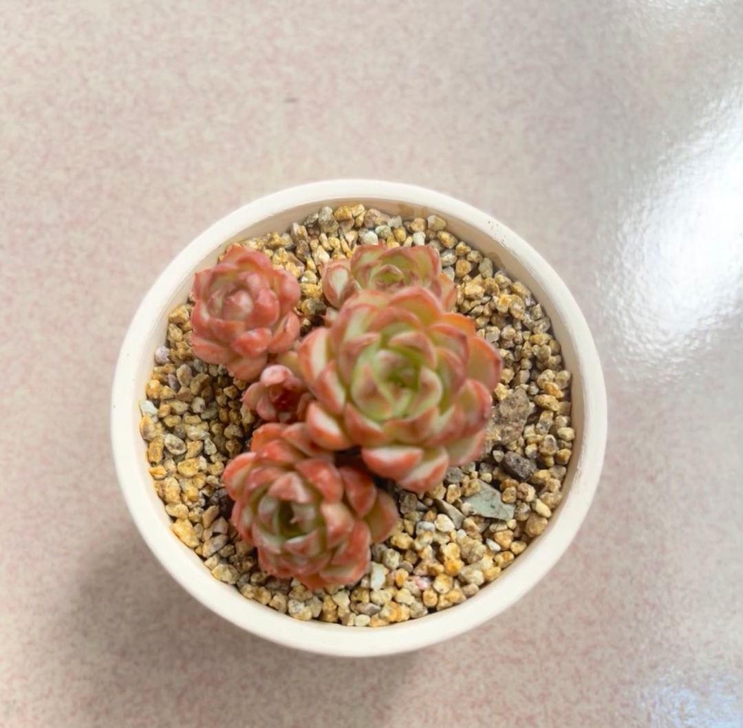 多肉植物セット