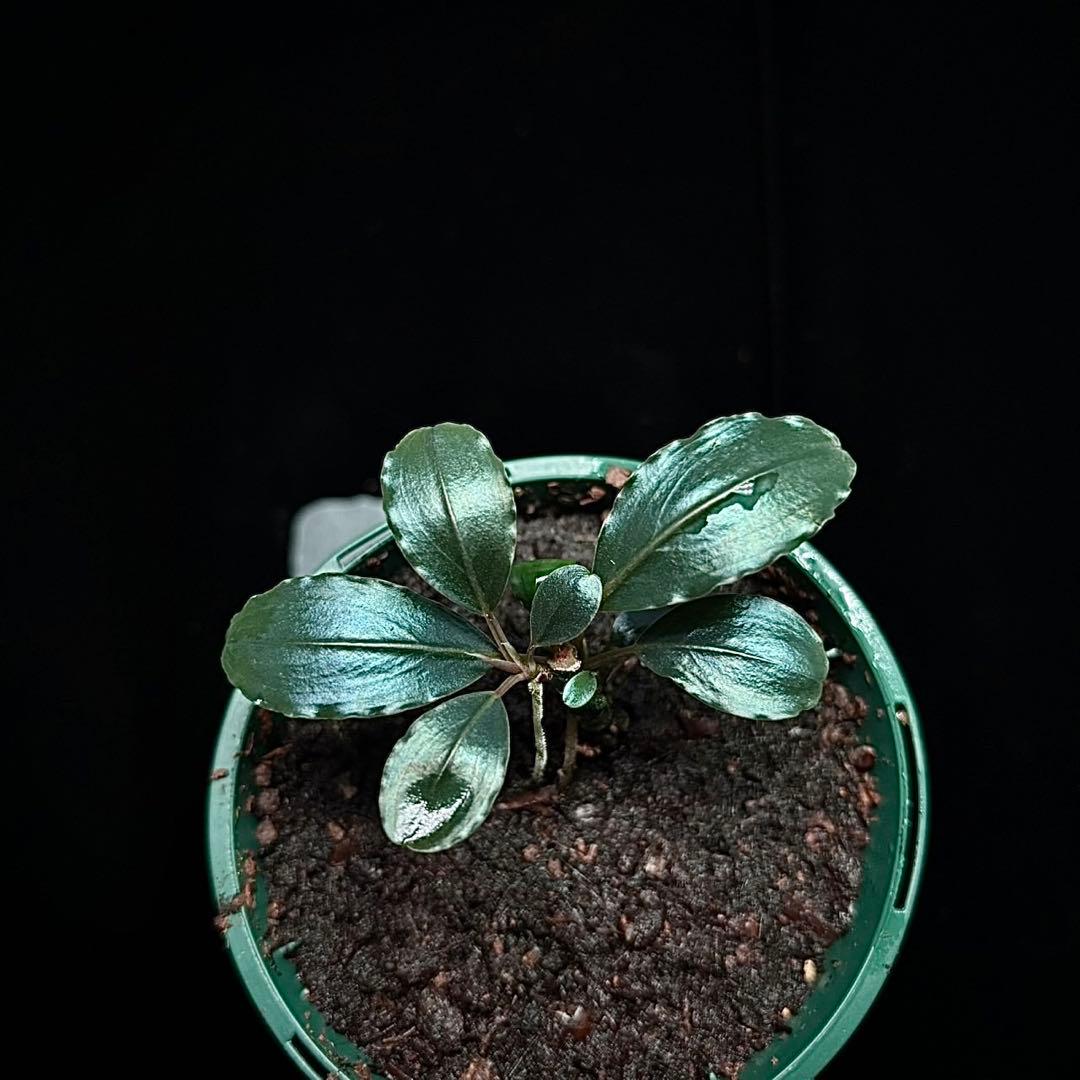 ブセファランドラsp.スーパーブルー KN