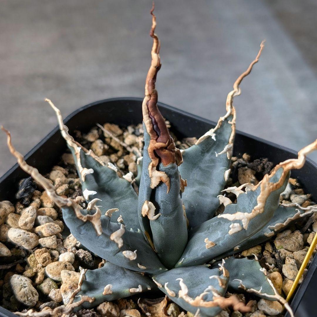 アガベ　エボリスピナ　実生　陽炎　青葉　A3 鉢ごと